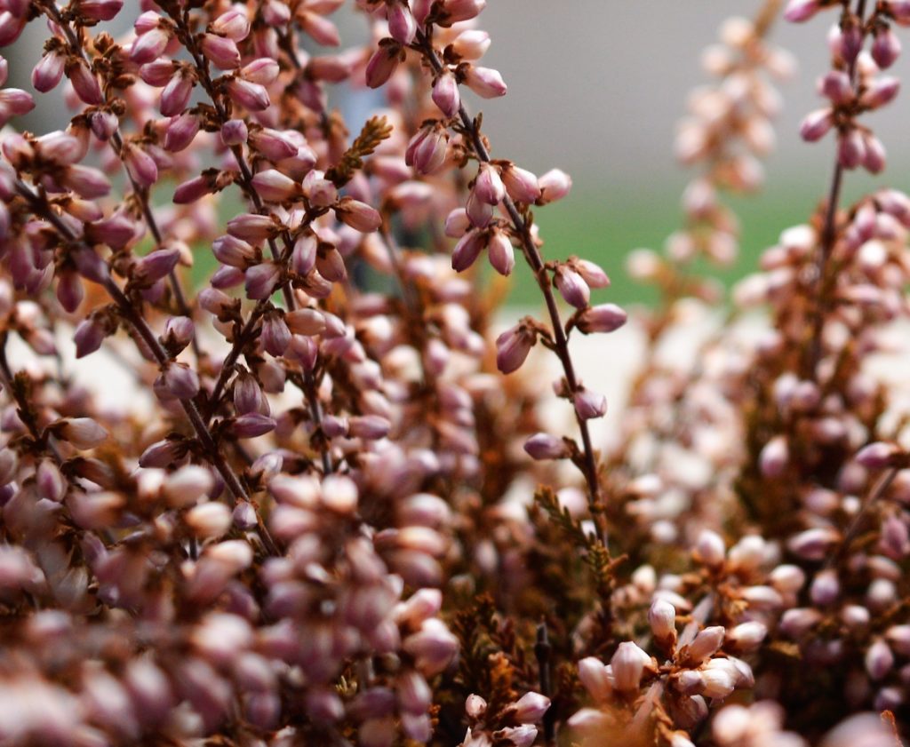 esperienze come fiori