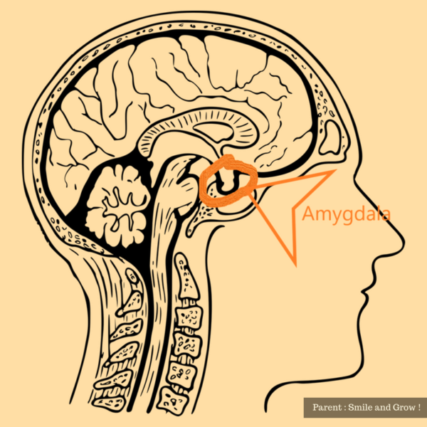 amygdala dans le cerveau du bébé