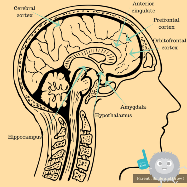 Schéma du cerveau du bébé